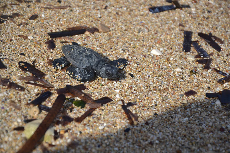 Restituite al mare quattro piccole Caretta caretta