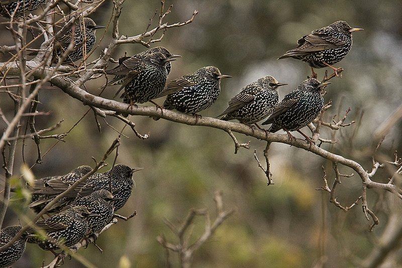 In Puglia si potrà cacciare lo sturnus vulgaris In Puglia si potrà cacciare lo sturnus vulgaris