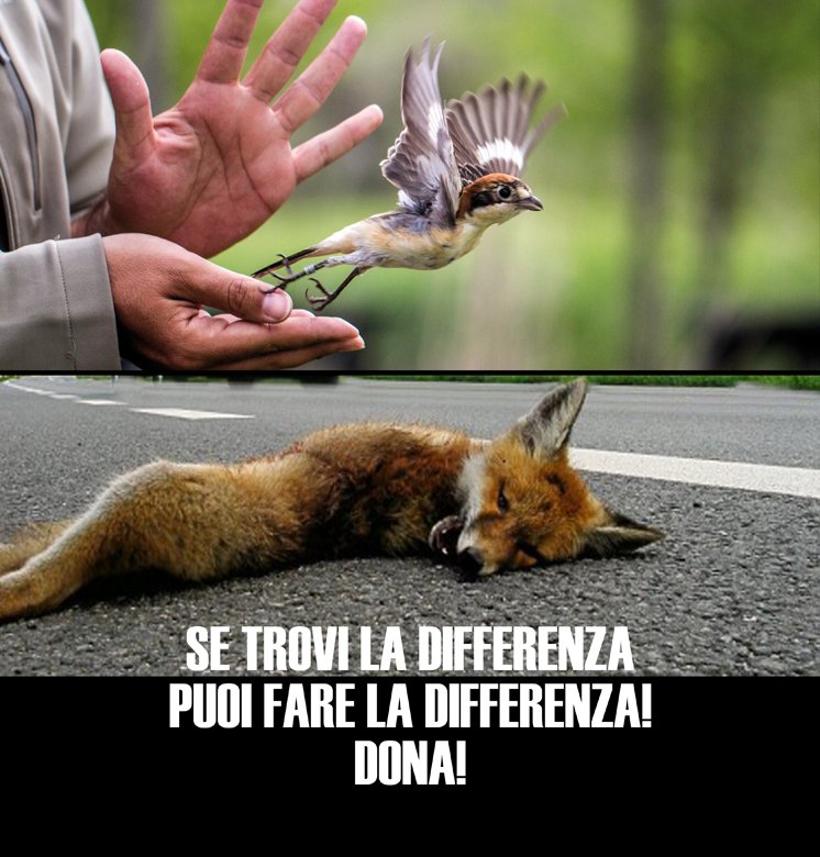 &quot;Se ami gli animali salva il loro ospedale!&quot;