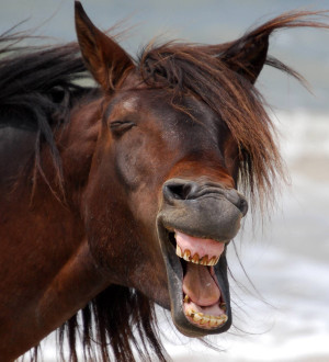 Davanti ai Carabinieri u Paulucciu zzaccau a fare u pacciu