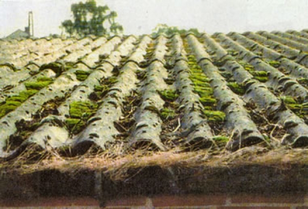 Cutrofiano eternit free