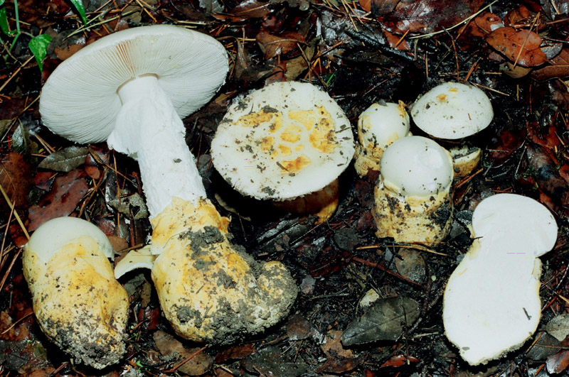 Anziana ricoverata in nefrologia a Galatina dopo aver mangiato funghi velenosi