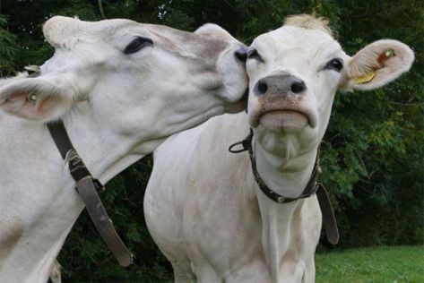 VeronaFiere ha incontrato a Mottola gli allevatori pugliesi