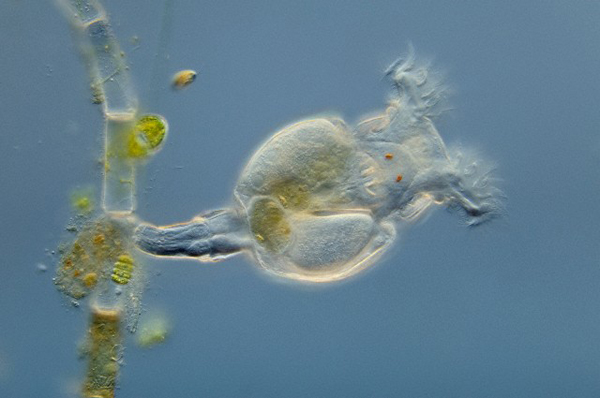 Senza sesso né acqua 'rubano' DNA