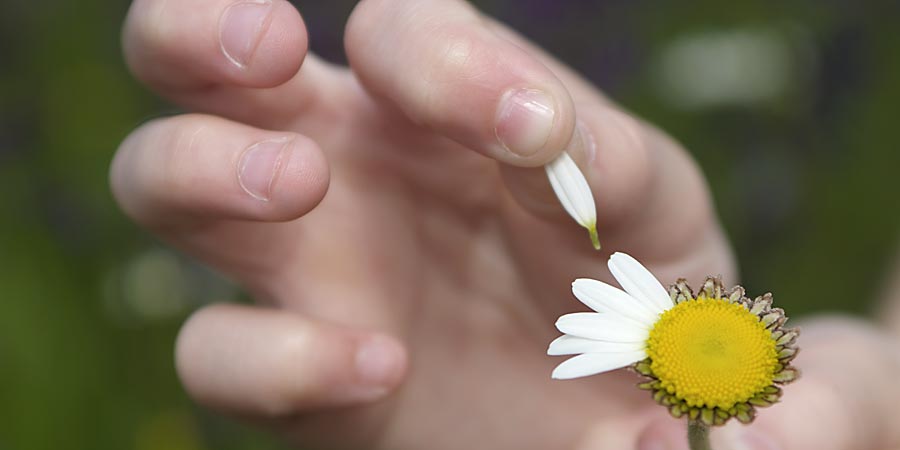 Un “non m’ama” senza ritorno Un “non m’ama” senza ritorno