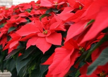 Una stella per la speranza