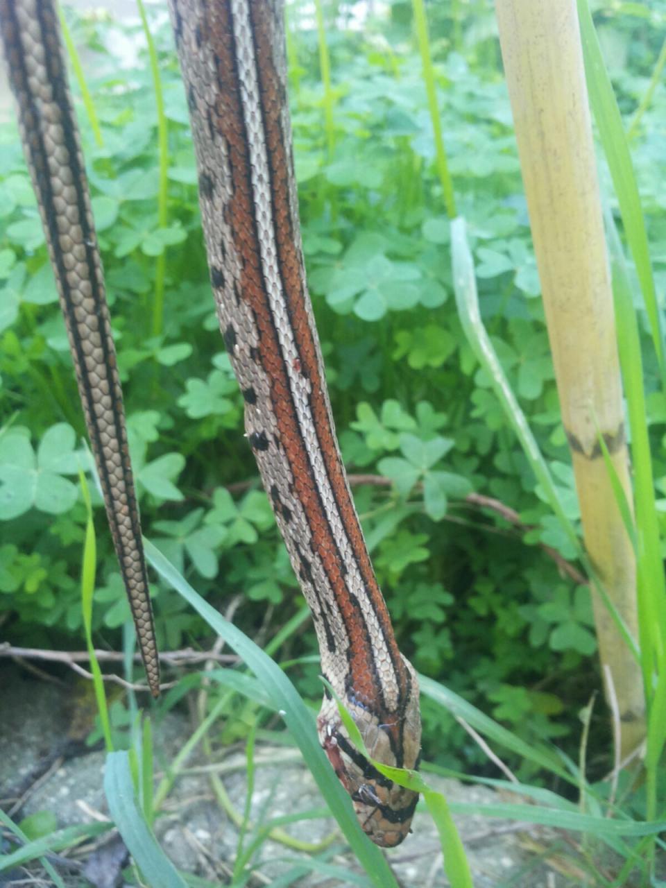 Colubro leopardino trovato morto in via Ugo Lisi