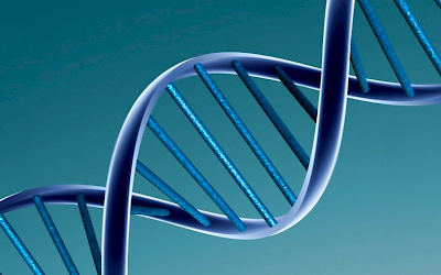 Identificato un nuovo gene che ripara il DNA Identificato un nuovo gene che ripara il DNA