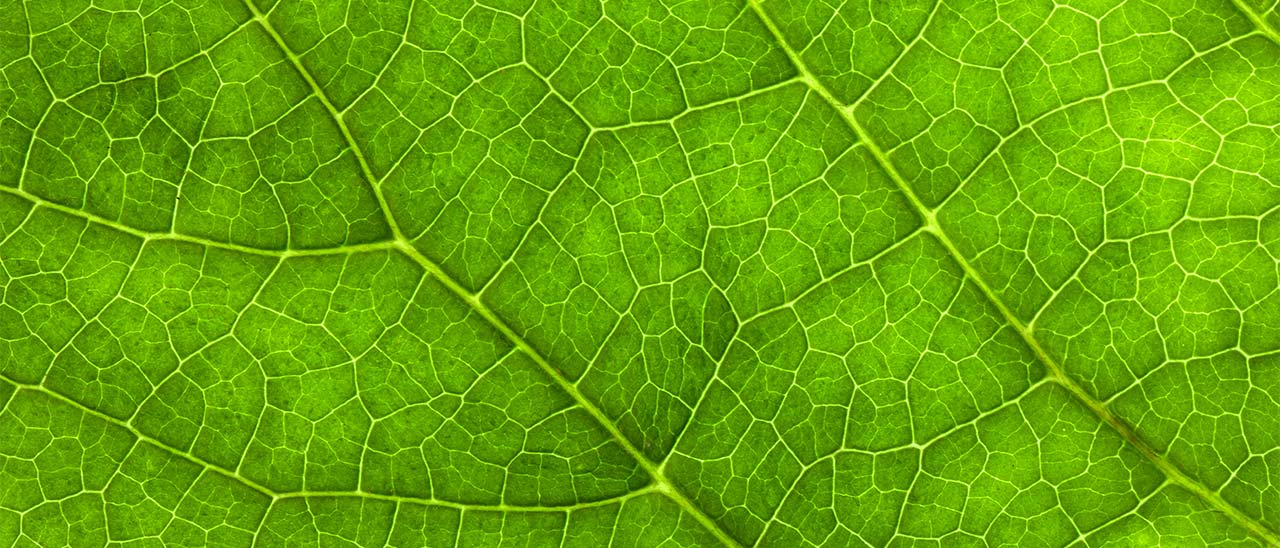 Fisica quantistica e biologia insieme migliorano le tecnologie solari Fisica quantistica e biologia insieme migliorano le tecnologie solari