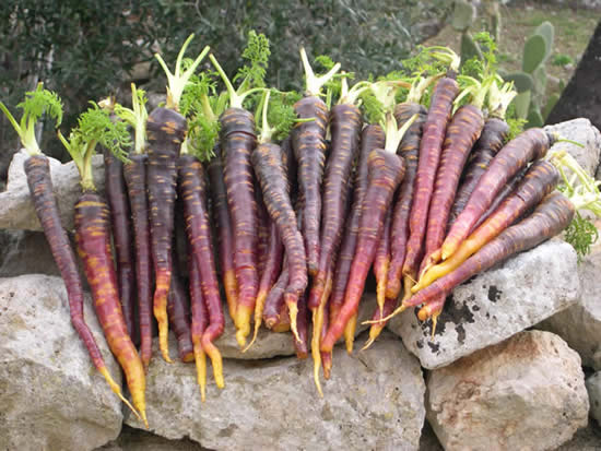 A Tiggiano la Sagra della Pestanaca