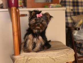 Ritrovata Briciola. Grazie a tutti per l'aiuto!