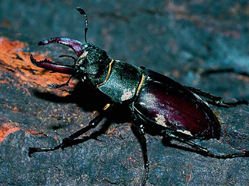 Era un coleottero e non uno scarafaggio Era un coleottero e non uno scarafaggio