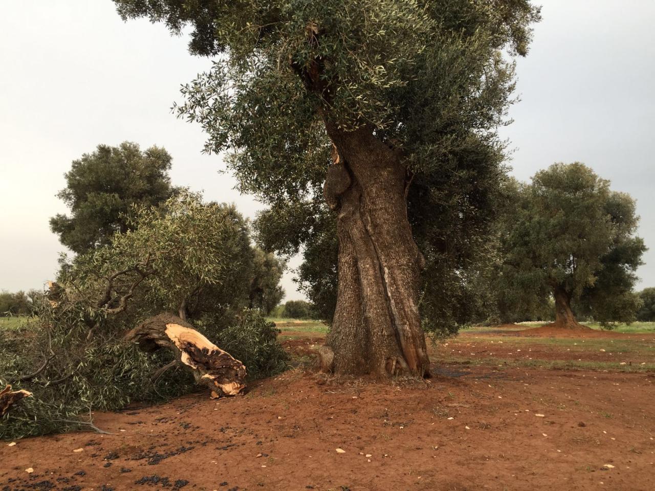 Maltempo, serre distrutte a Brindisi