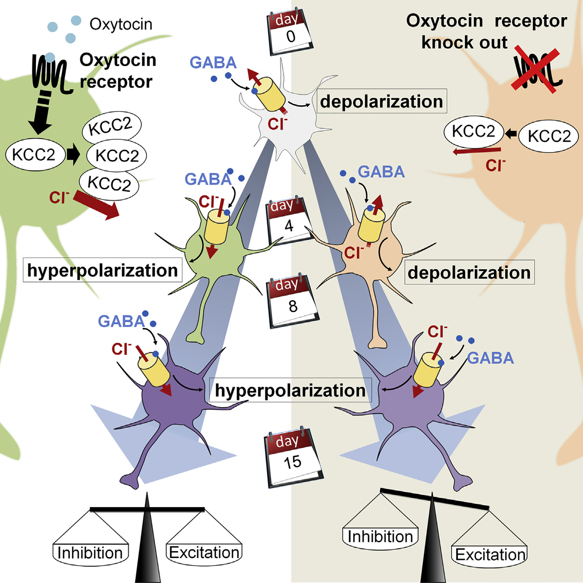 Ossitocina e autismo