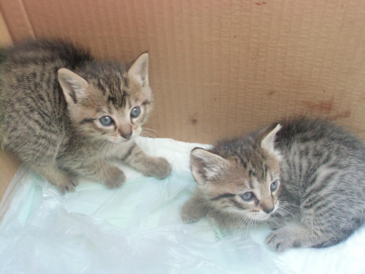 Due simpatici gattini cercano coccole Due simpatici gattini cercano coccole