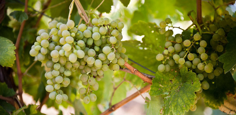 &quot;Radici del Sud&quot;, in mostra i migliori vitigni