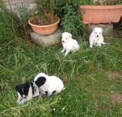 &quot;Regalo tre affettuosi cuccioli meticci&quot;