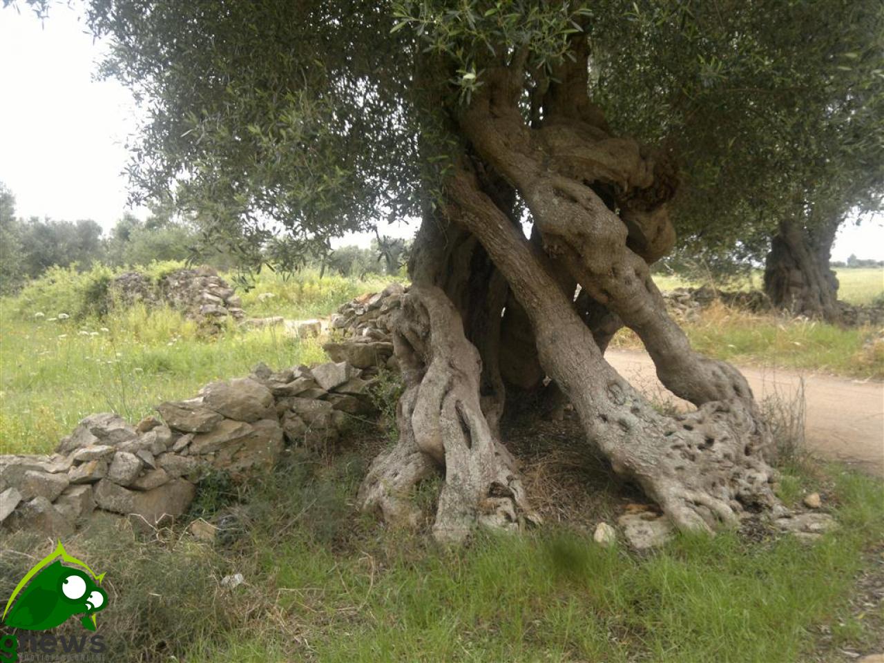 Al via il “Corso teorico-pratico di potatura e innesto dell'olivo”