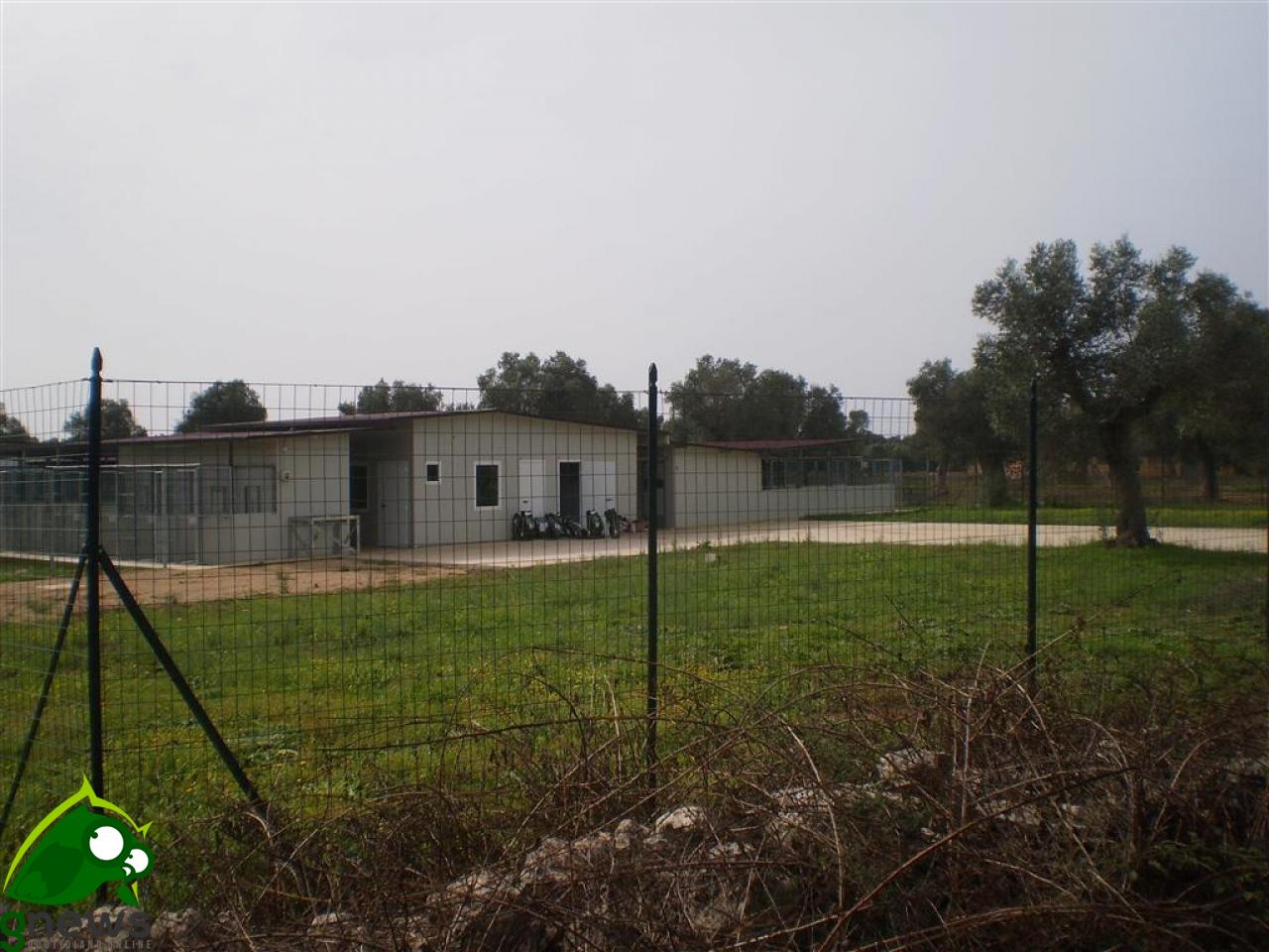 Il Sindaco ordina la chiusura del canile comunale di Contrada Latronica e il trasferimento dei cani