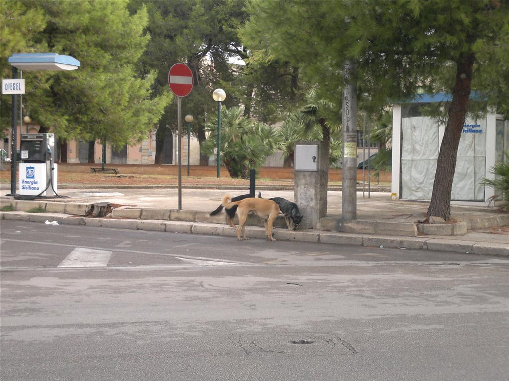 "Il canile era in condizioni di degrado fin dal 2009"