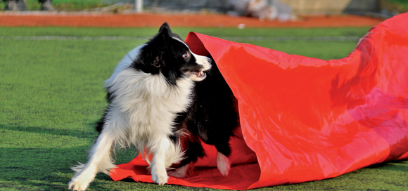 Ottimo successo per i "Dog olimpic games" Ottimo successo per i "Dog olimpic games"