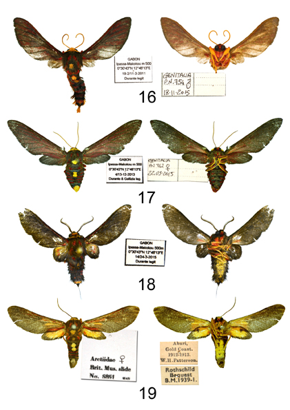 I ricercatori del Museo di Calimera scoprono tre nuove farfalle