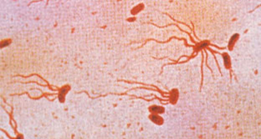 La tossina tifoide ha un ruolo chiave contro il tumore epatobiliare