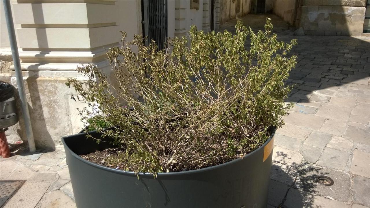 Fioriere, il brutto ha invaso Galatina