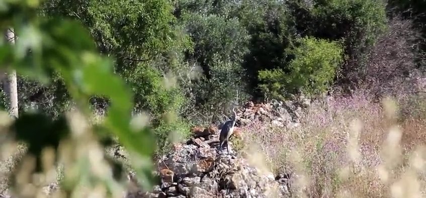 L'Airone cenerino sul canale dell'Asso