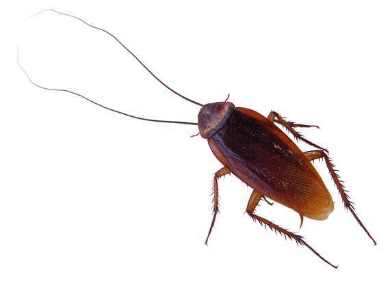 Gli scarafaggi hanno invasa Galatina