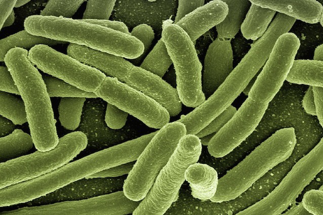 I batteri e la loro arma segreta