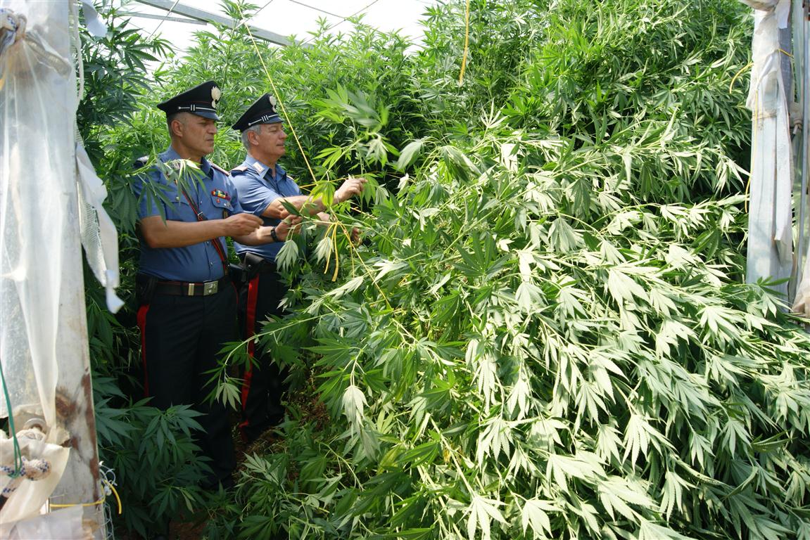 Una piantagione di marijuana ed un arsenale in villa, un arresto a Melendugno