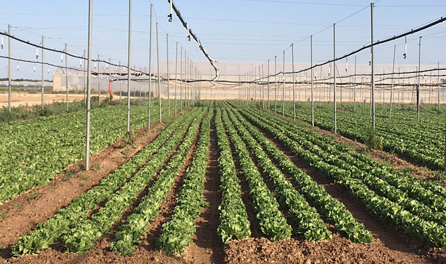 Dal Salento insalata iceberg tutto l’anno
