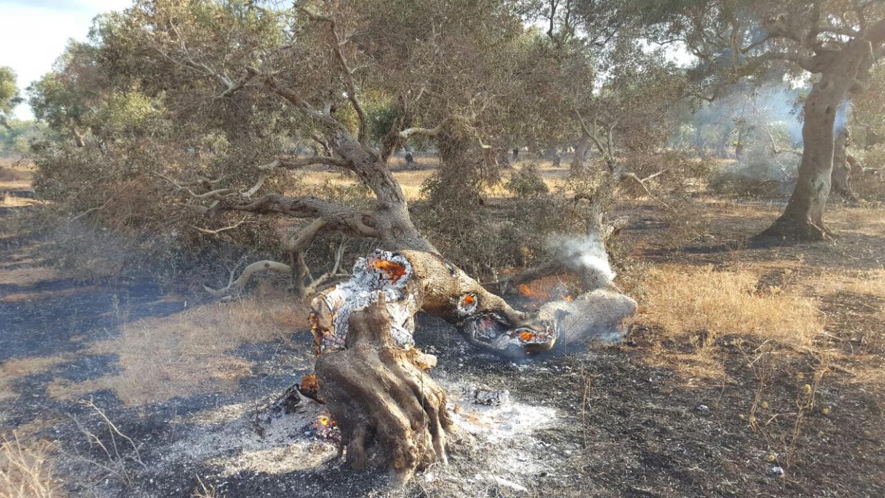 Cinquanta ulivi a fuoco fra Galatina e Collemeto