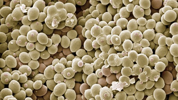 Lo sviluppo della cellula in un modello matematico