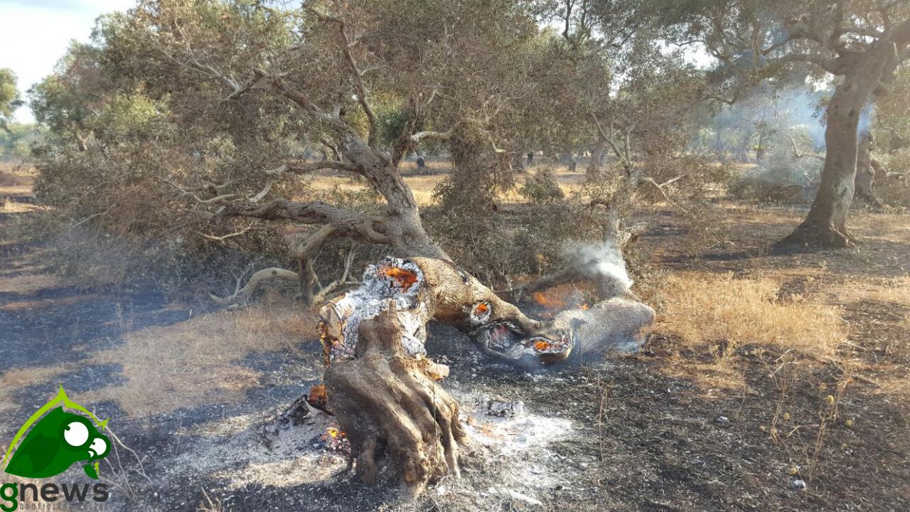 &quot;Più del fuoco potè la stoltezza&quot;