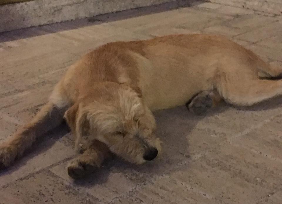 Melodì ha bisogno di una casa Melodì ha bisogno di una casa