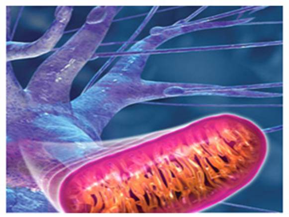 Dal té verde una speranza per le persone down