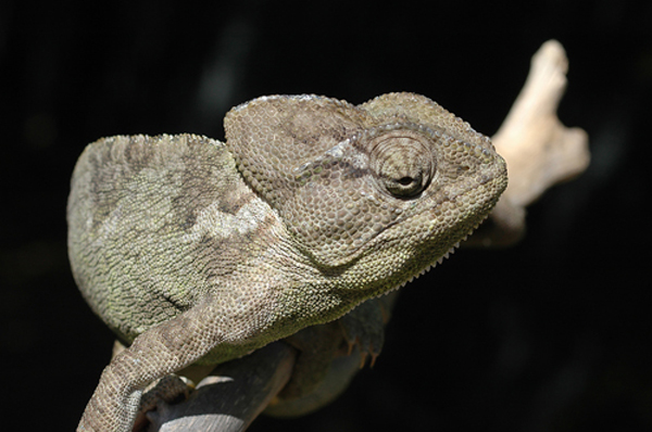 Il Camaleonte nel Salento