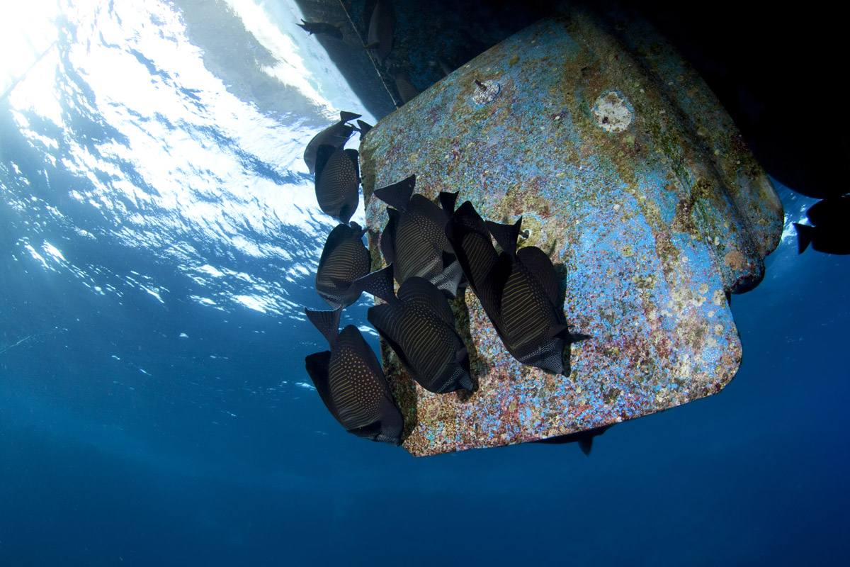 Come cambiano gli ecosistemi marini