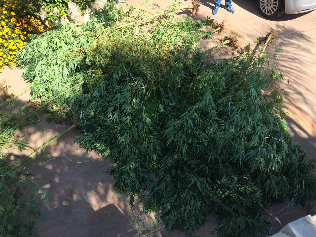 Coltivazione di marjuana, arrestato ventottenne nohano