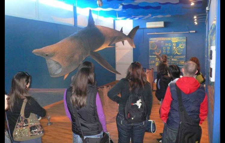 Festa finale per il 50esimo anniversario del Museo di Biologia Marina