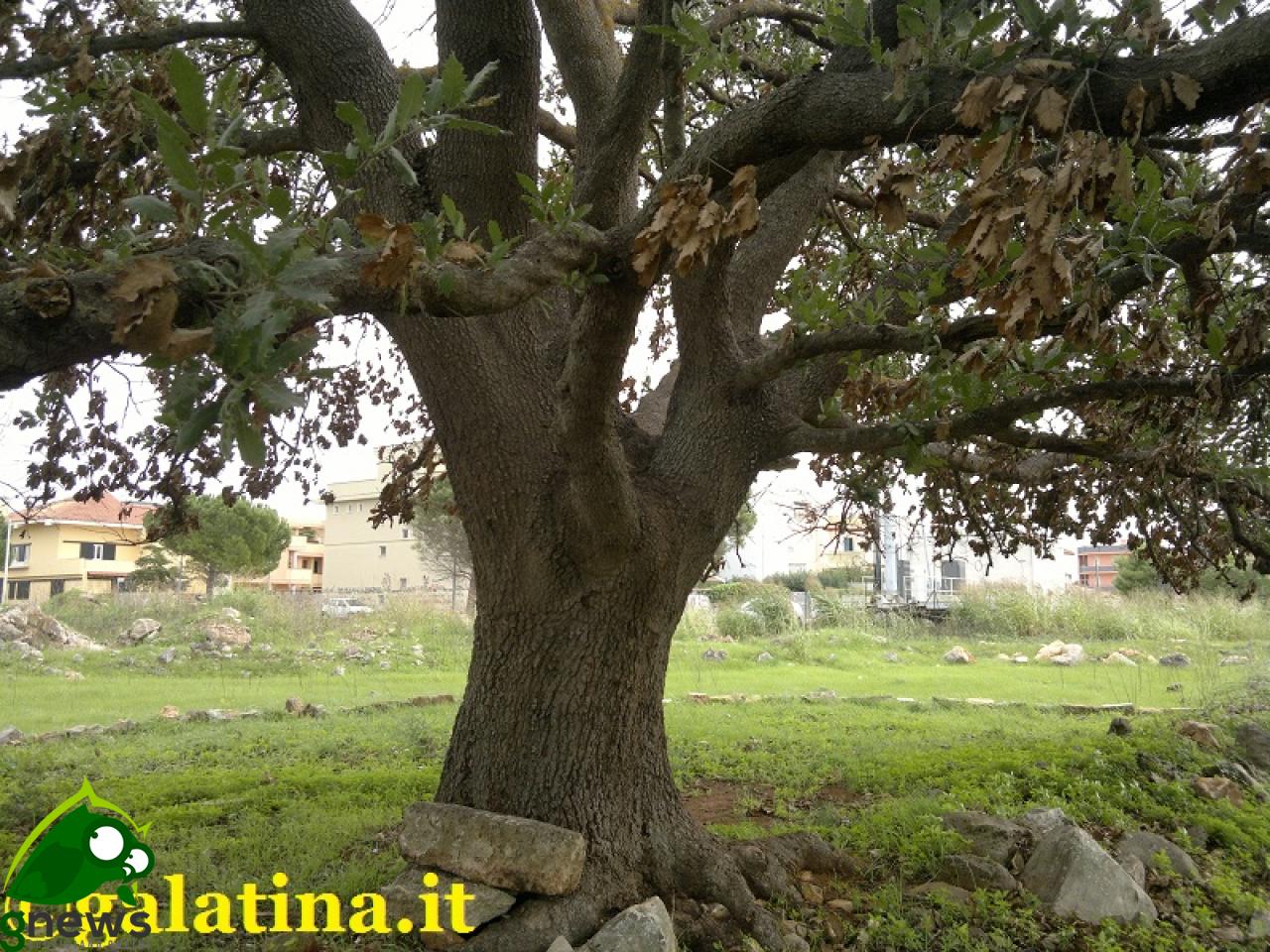 Nascerà il “Parco della Quercia Vallonea”?