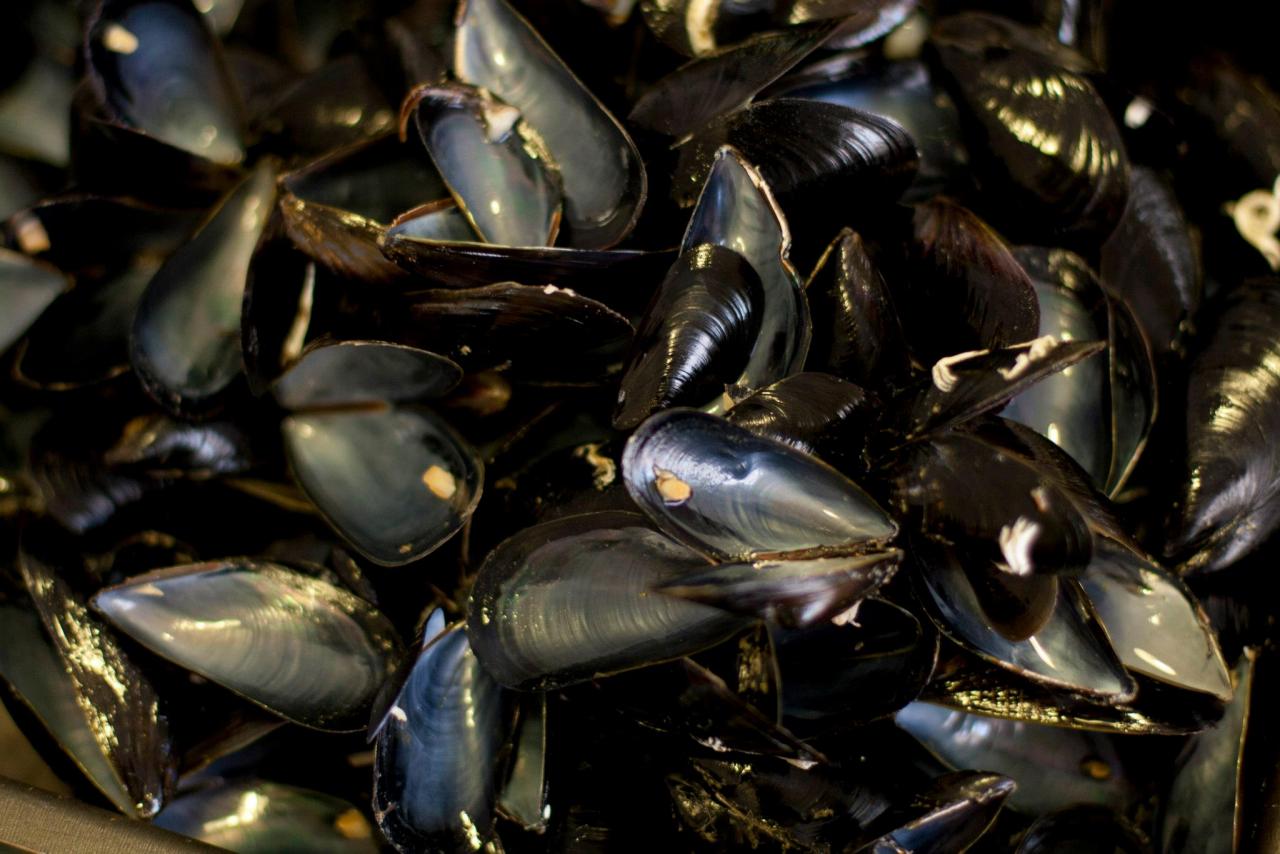 I gusci dei molluschi e il portale di Monteco