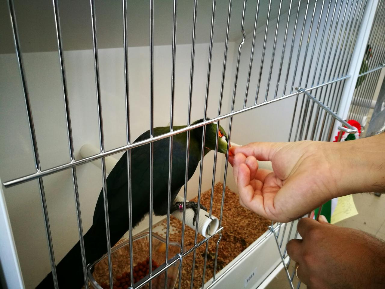 Gli uccelli più belli in mostra a Galatina