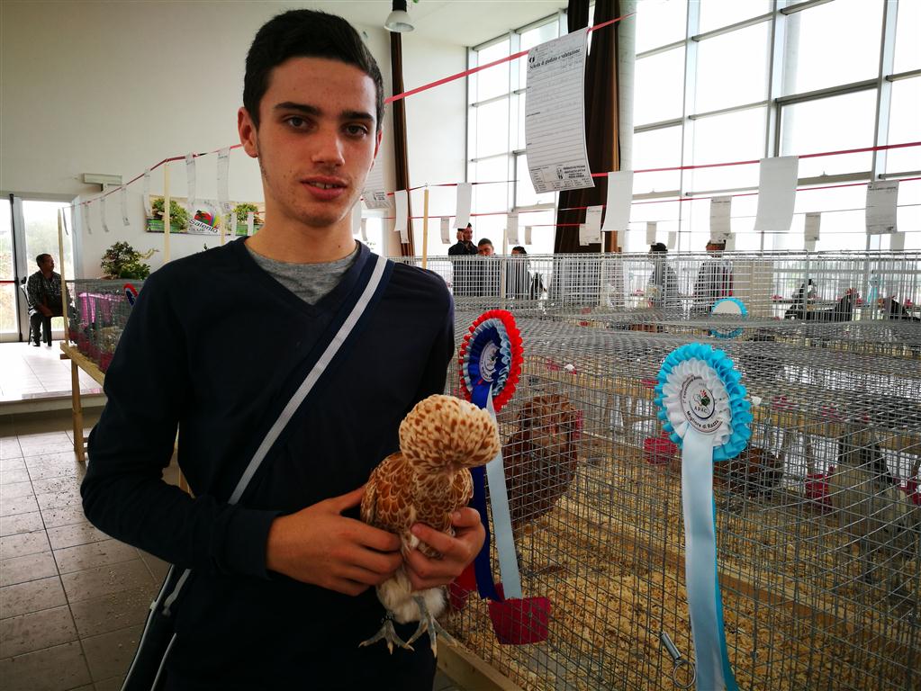 Il gallo nero portafortuna e quello più piccolo del mondo in mostra a Galatina