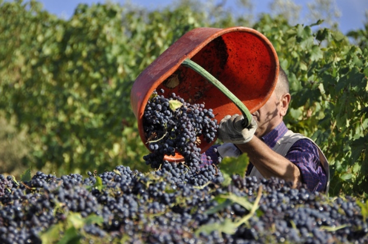 A Lecce un corso di laurea triennale in “Viticoltura ed Enologia”?