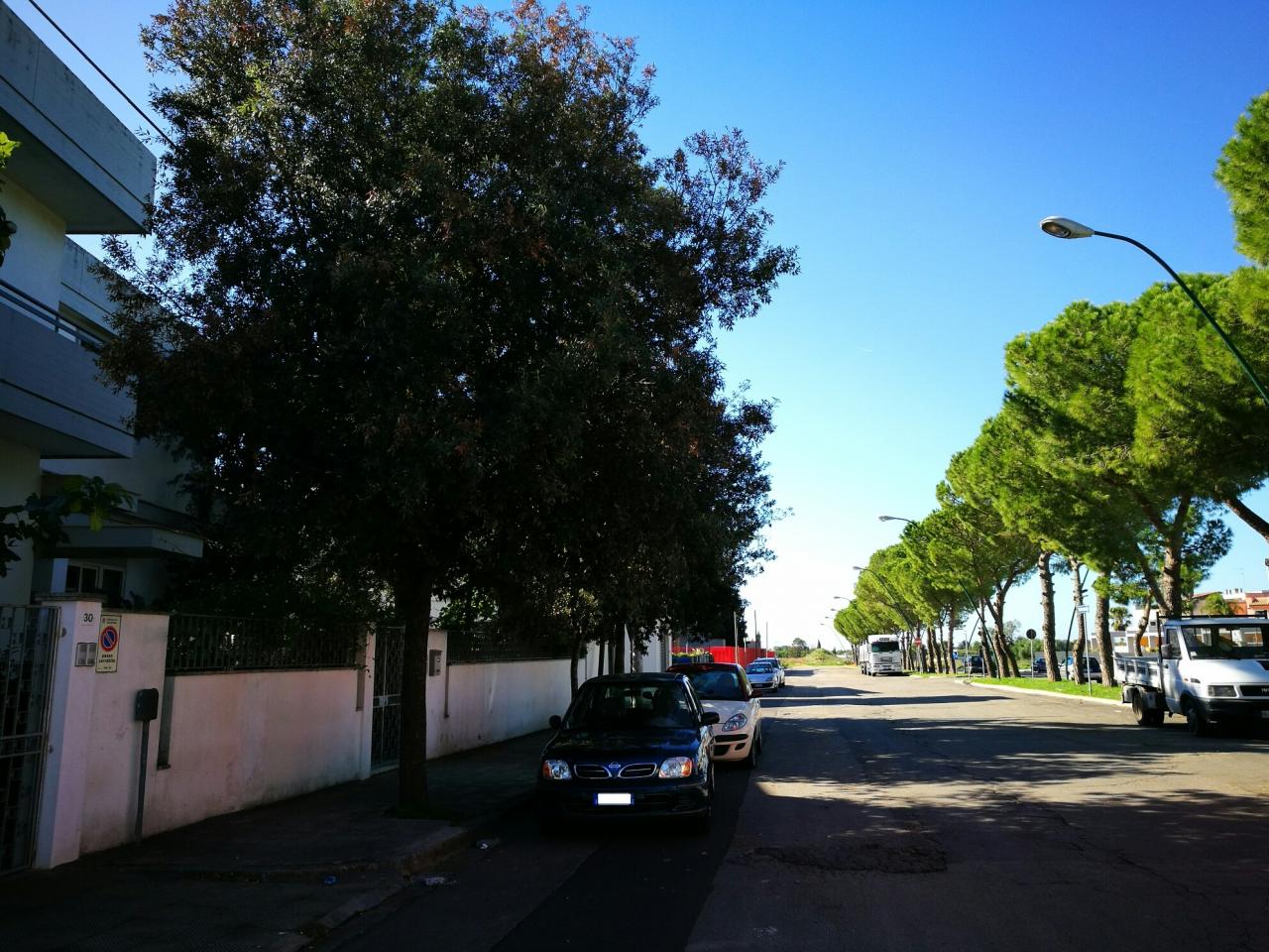 La xylella colpisce anche a Galatina