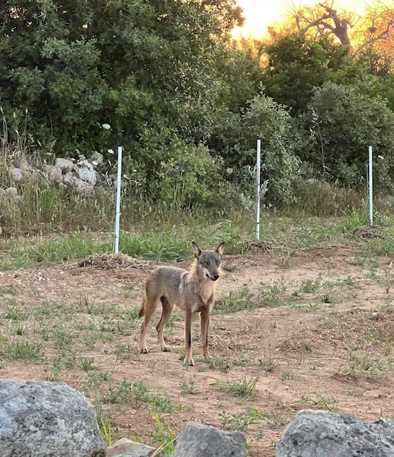 Un lupo