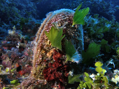 Tesori dal mare. La porpora e il bisso marino